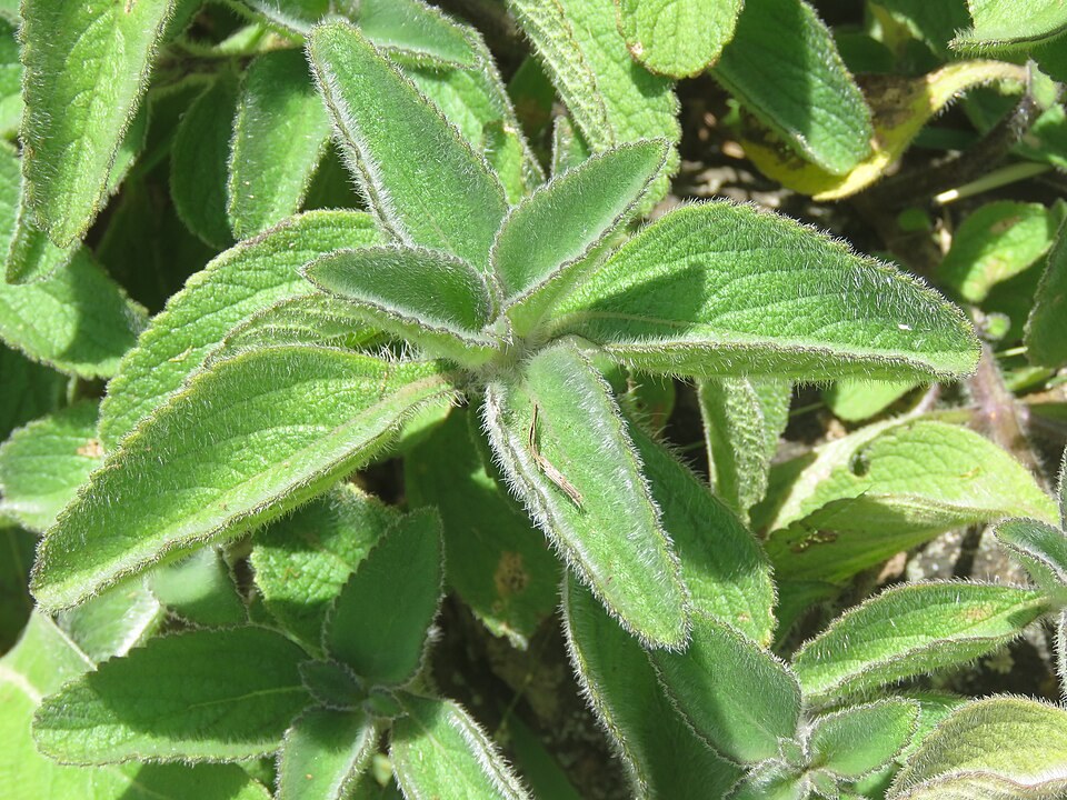Leaves of Coleus forskohlii, the plant forskolin comes from