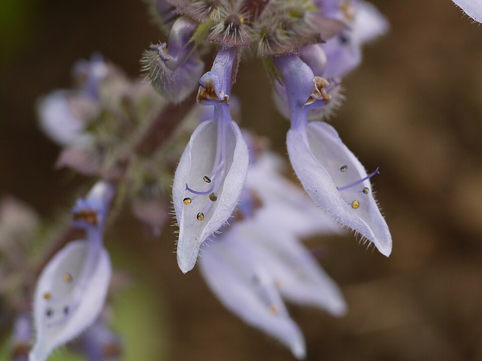 Coleus forskohlii (Plectranthus barbatus) in flower